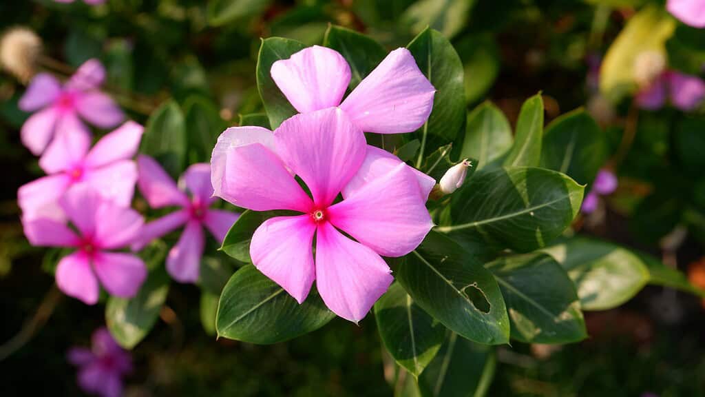 Pink vinca flowers blooming among glossy green leaves.
