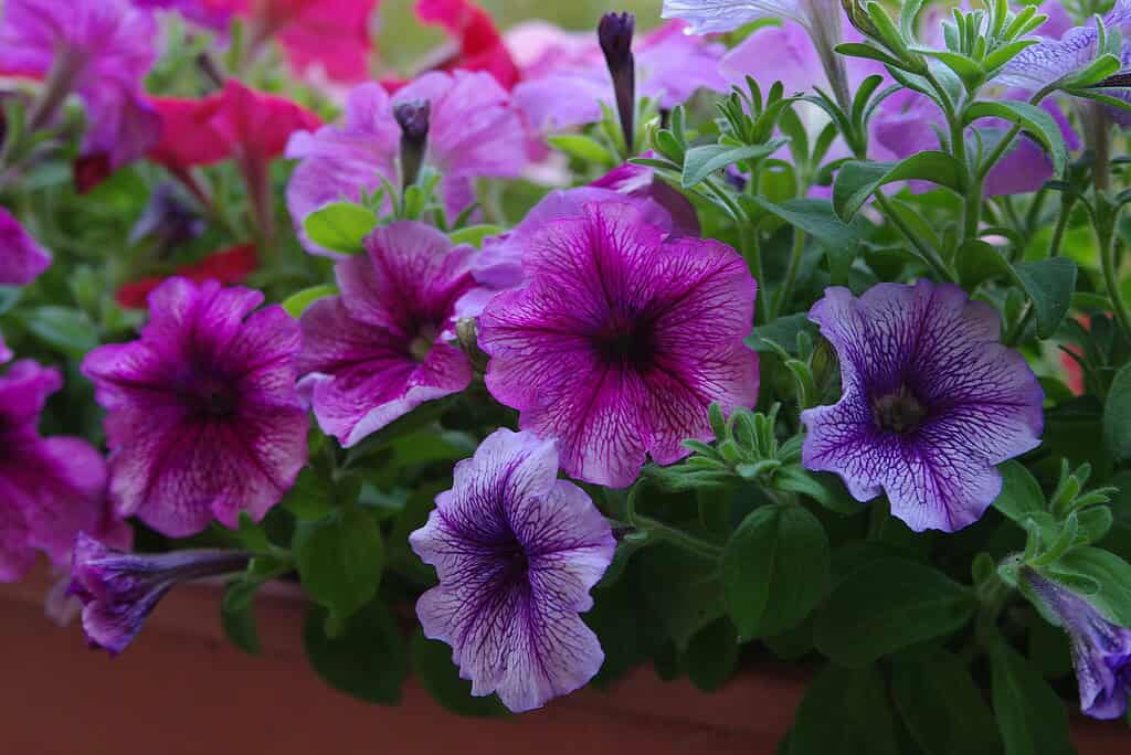 Purple and pink petunia flowers blooming in a planter.
