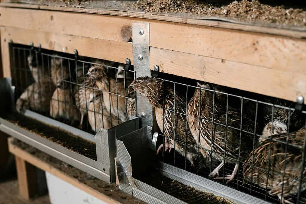 Quail standing inside a wire cage enclosure on a farm.
