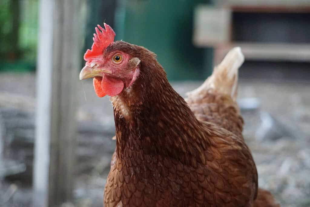Close-up of a Rhode Island Red chicken standing outdoors.