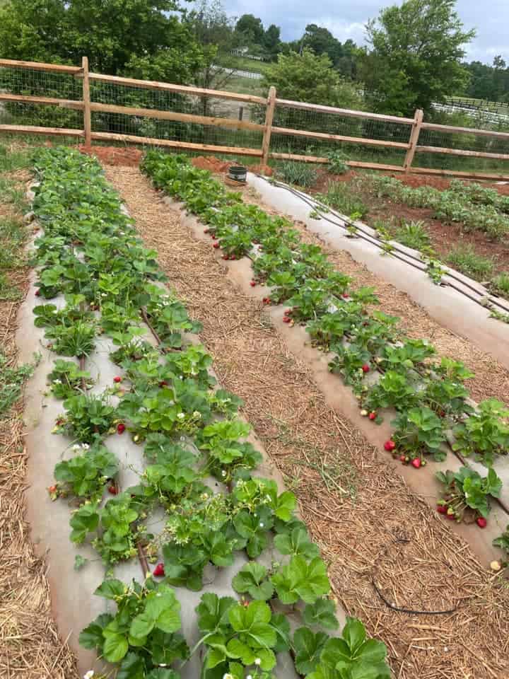 Rows of strawberry plants growing in a fenced garden with ripe berries, mulch paths, and drip irrigation lines.
