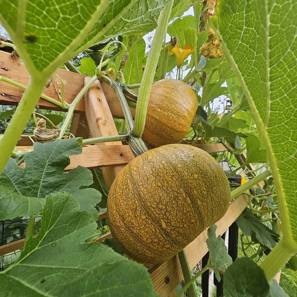 Pumpkins growing on a wooden trellis surrounded by green vines and leaves.