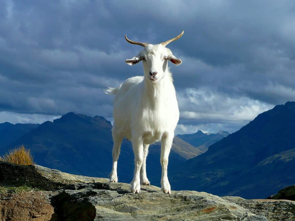 Saanen dairy goat standing on a rocky mountain landscape.
