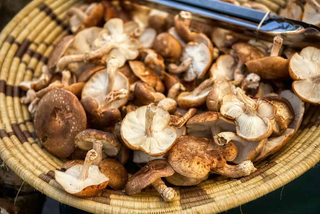 Basket of harvested shiitake mushrooms with visible gills and brown caps.
