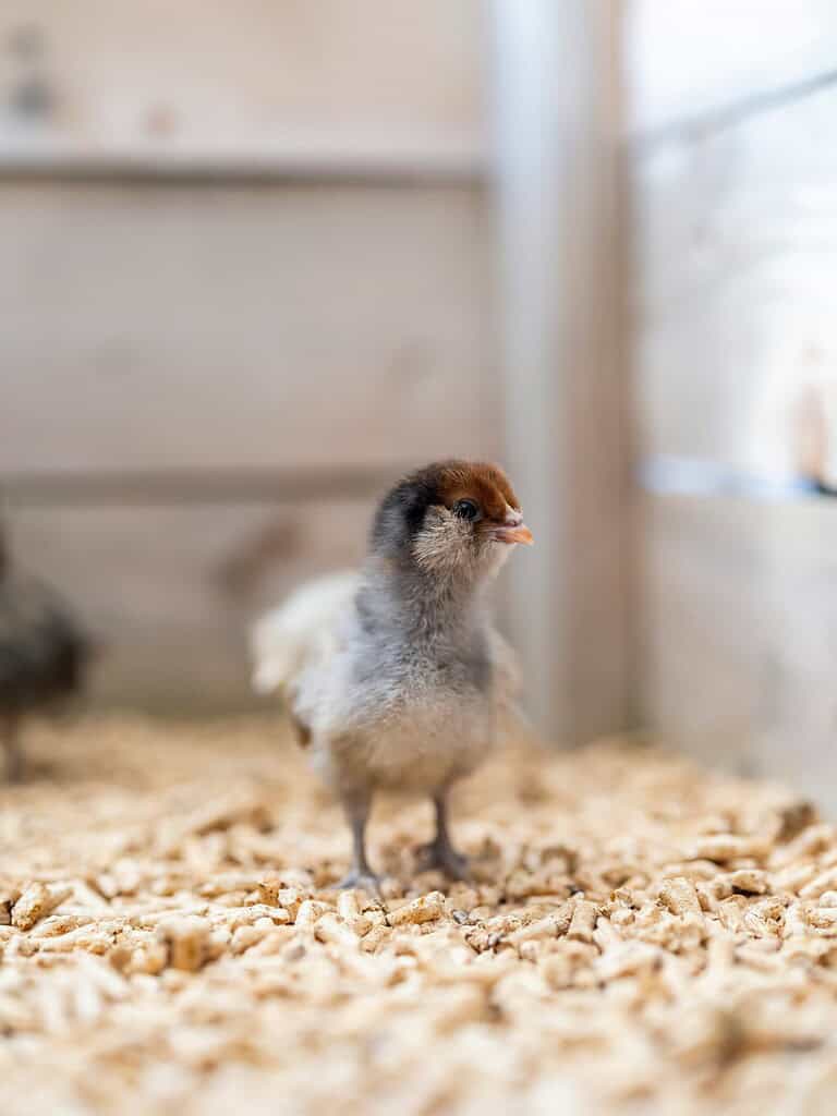 Small fluffy chick standing on wood shavings indoors.