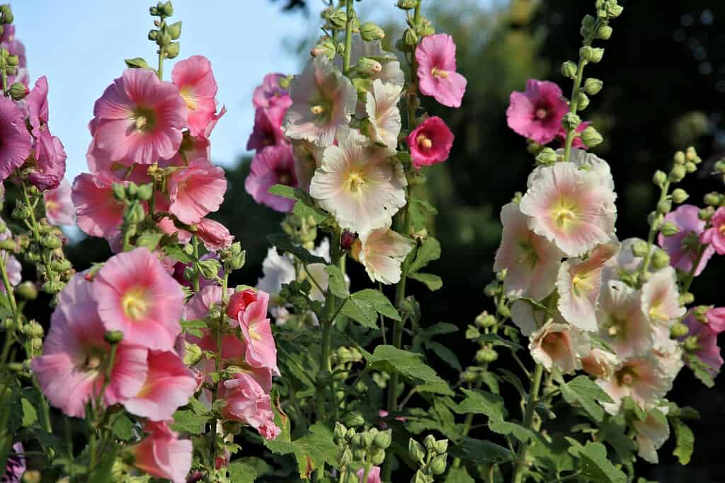 Cottage garden hollyhocks with soft pink and white blooms in summer sunlight.
