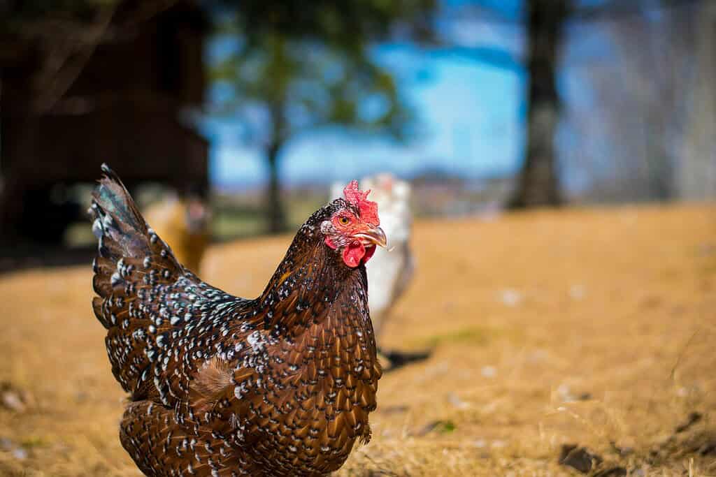 Speckled Sussex chicken standing in a sunny farmyard.