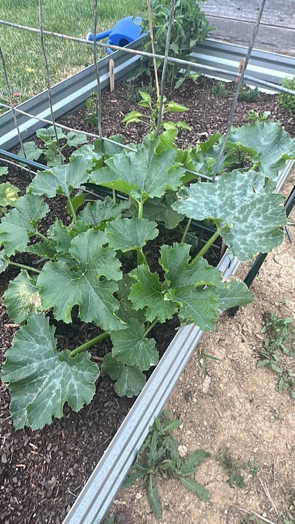 Squash plant growing in a raised garden bed beside a wire trellis.