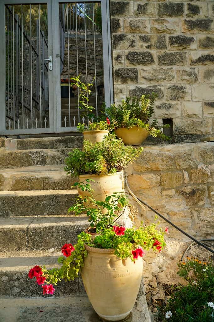 Flower pots with blooming plants lining stone steps by a rustic wall.