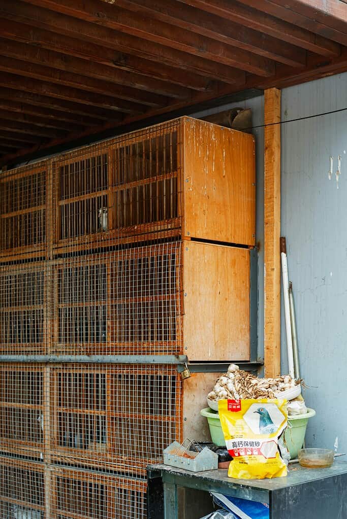 Two small quail resting on wood shavings in an enclosure.

