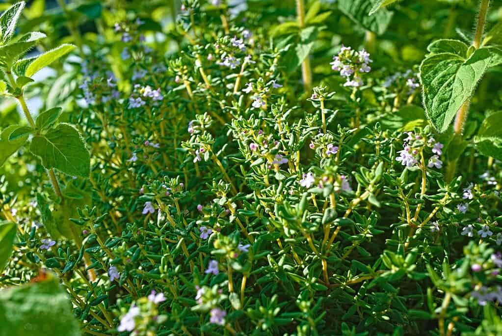Summer savory herb with tiny purple flowers growing densely in a sunny garden.