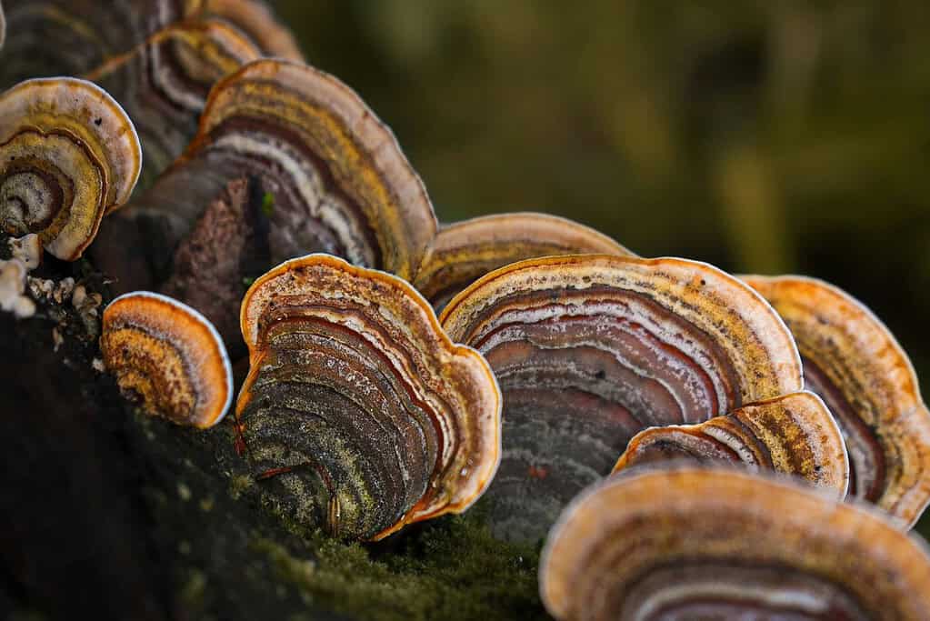 Colorful turkey tail mushrooms growing in layered clusters on a decaying log.
