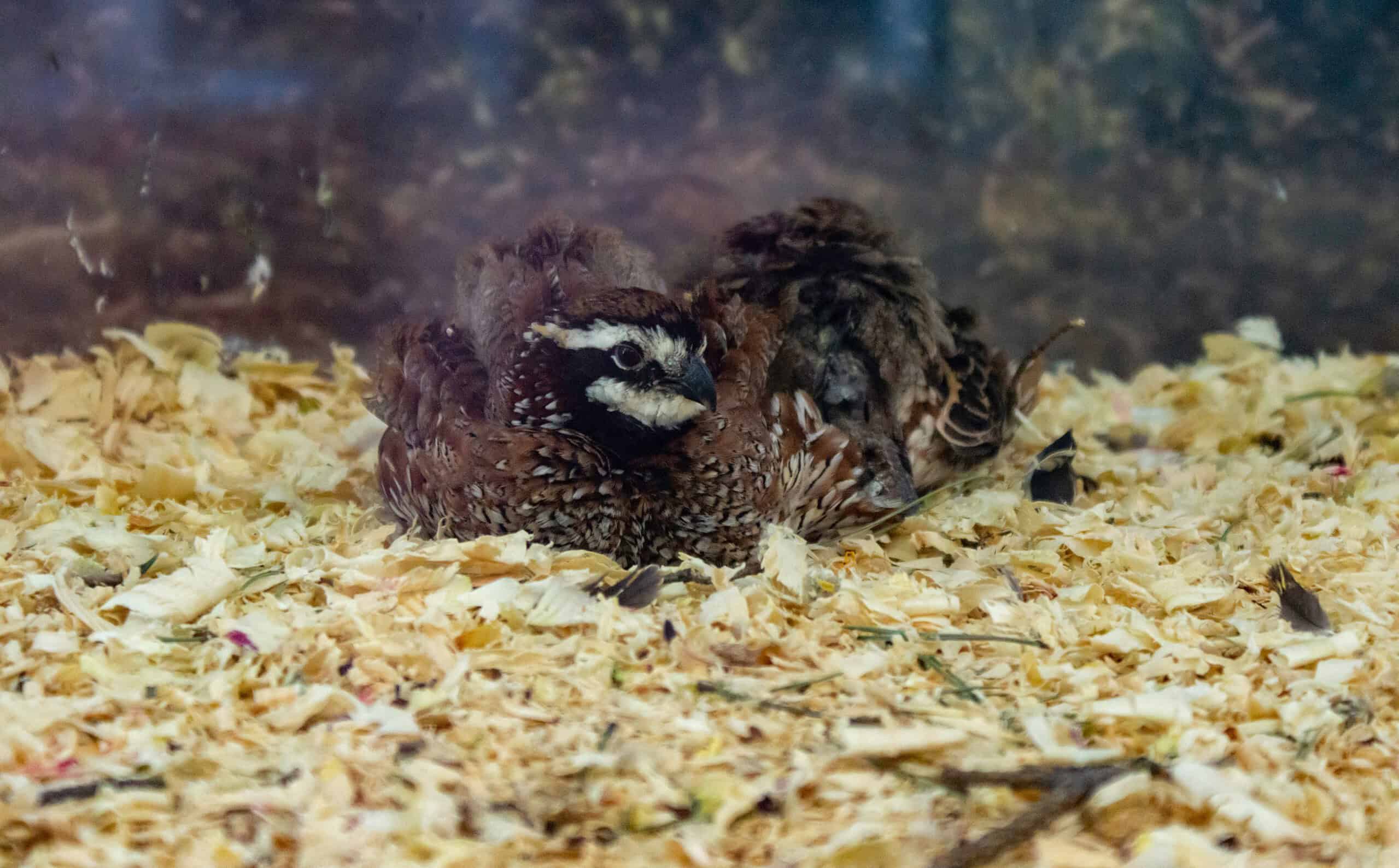 Two small quail resting on wood shavings in an enclosure.