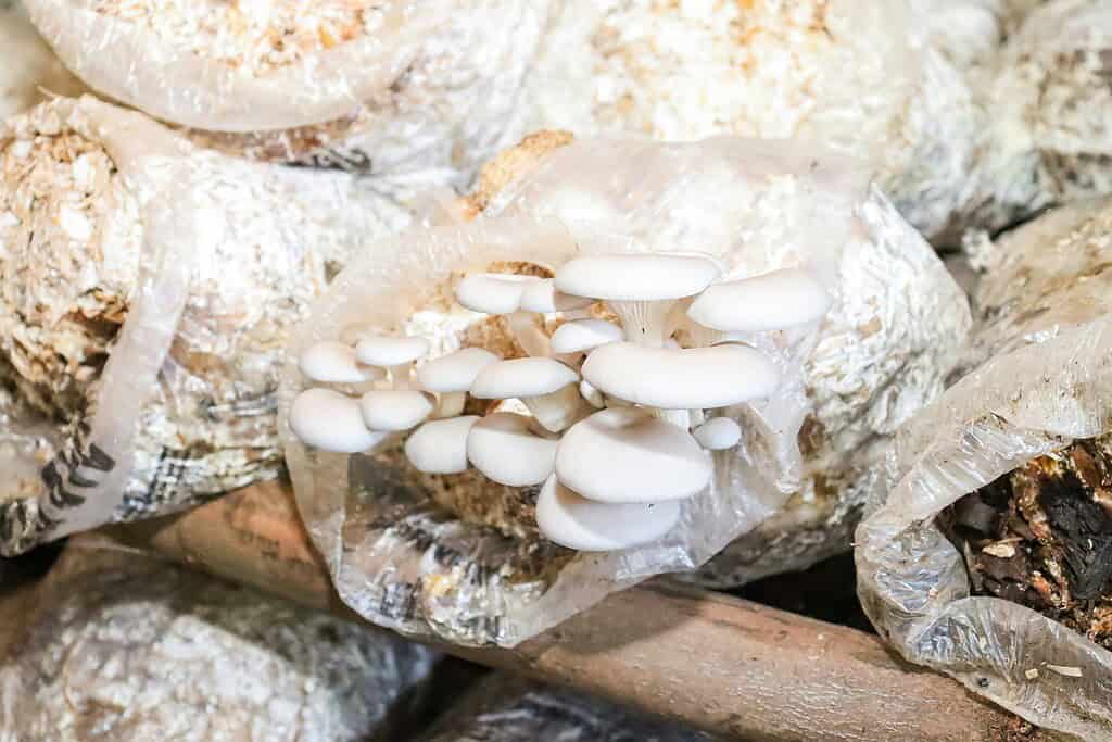 White oyster mushrooms growing from plastic cultivation bags in an indoor farm.
