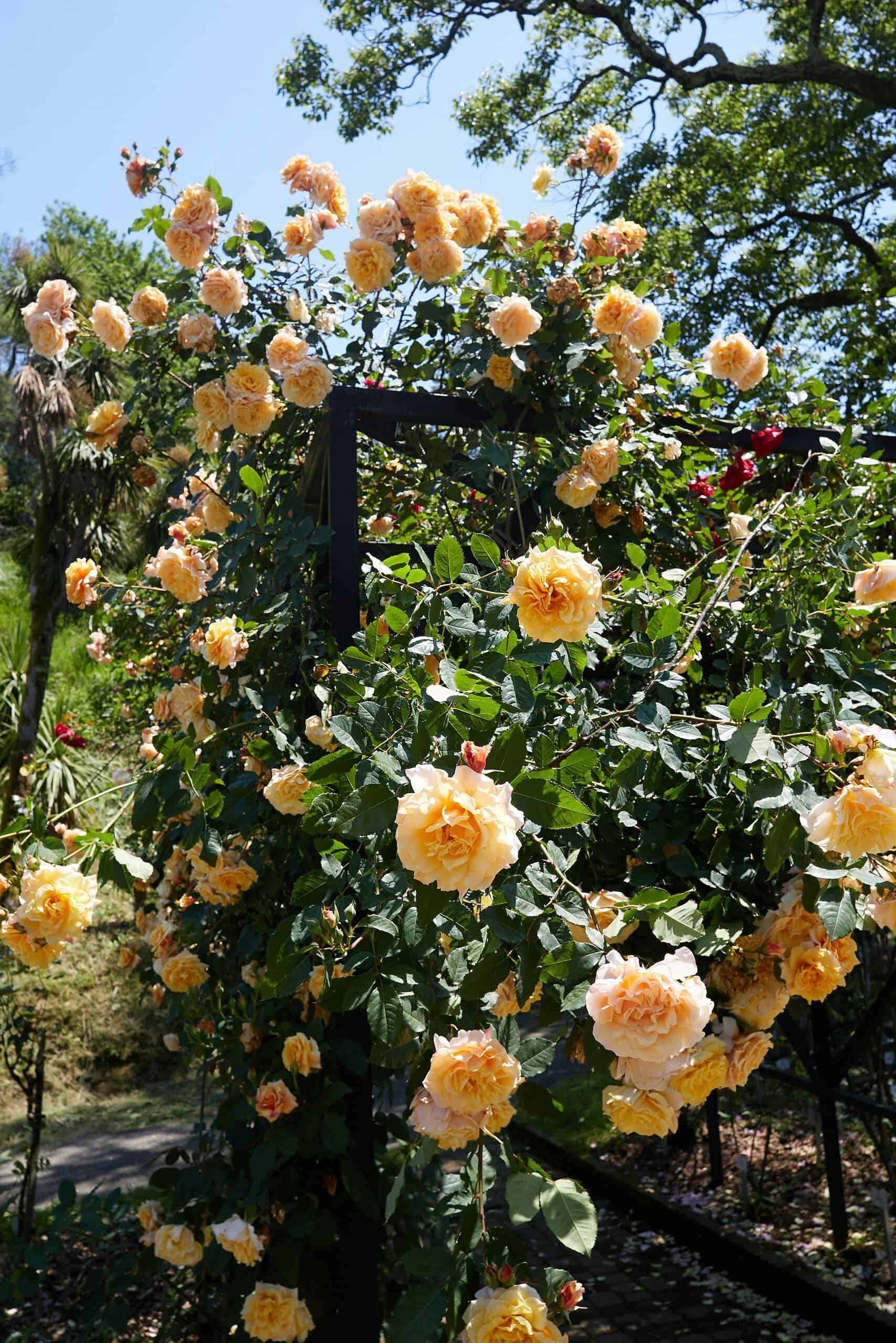 Yellow rose trellis covered in climbing roses under a sunny garden sky.