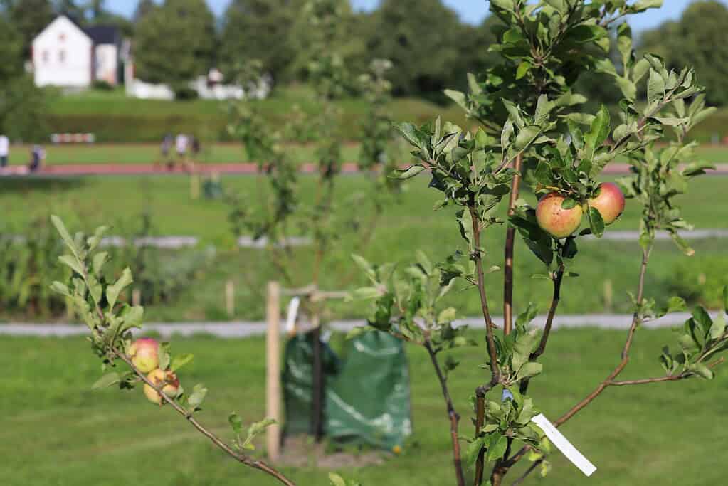 Young apple tree with ripening apples in a grassy orchard.

