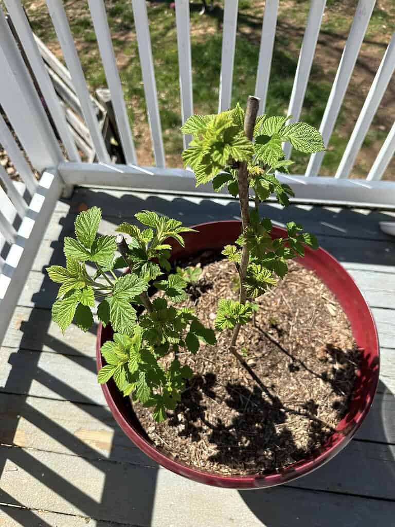 Young raspberry canes sprouting fresh green leaves in a red pot on a sunny wooden deck.
