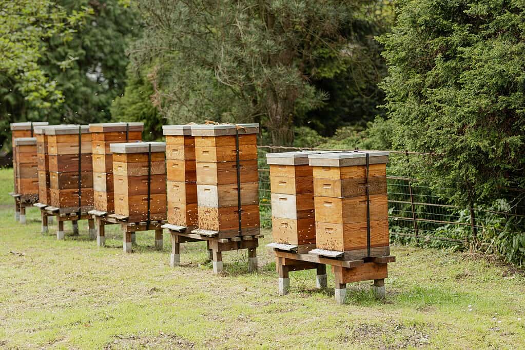 Rows of wooden beehives set on stands in a grassy outdoor apiary.