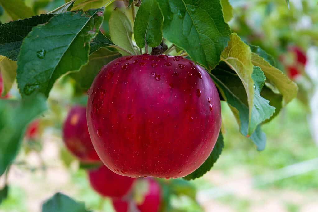 Red apple hanging from a tree branch with water droplets.
