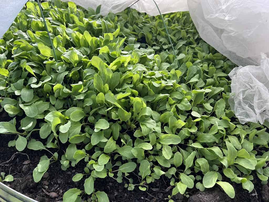 Dense leafy greens growing under a garden row cover in a raised bed.