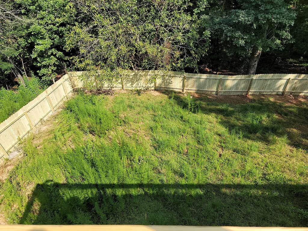 Overgrown backyard with tall weeds inside a fenced yard.
