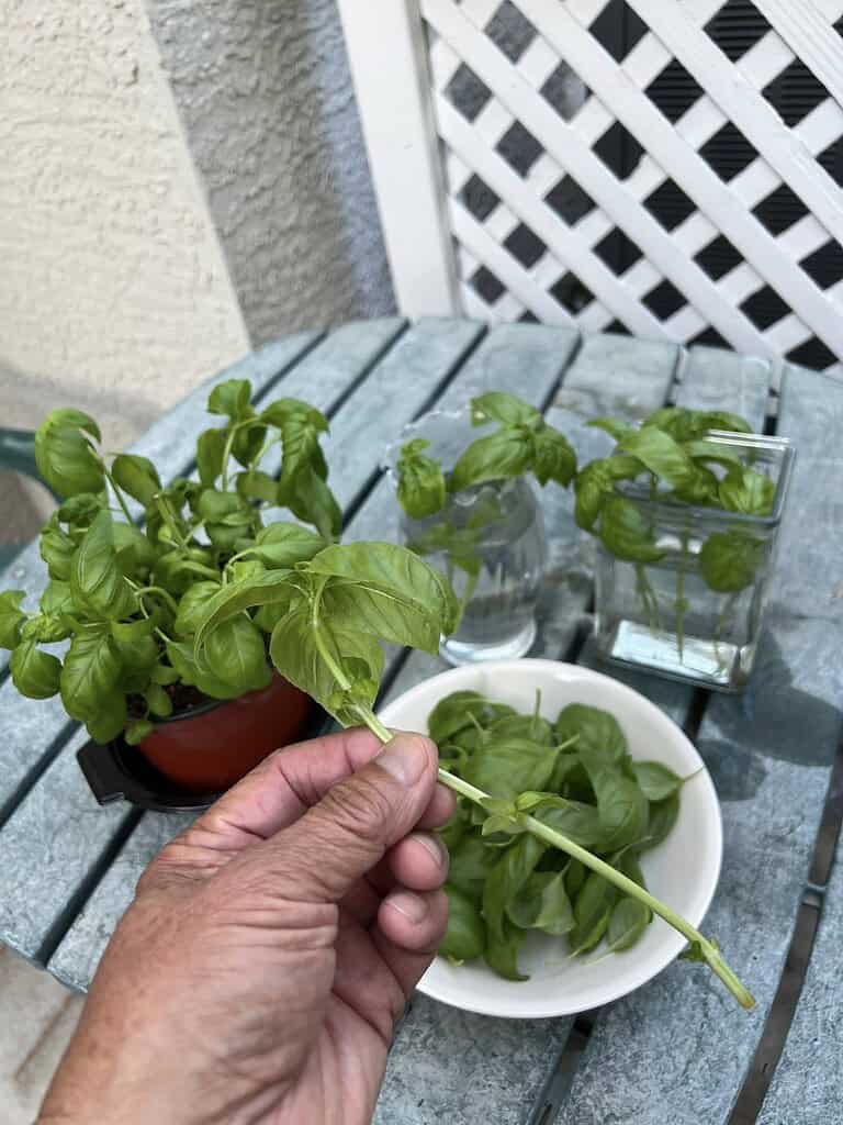 Fresh basil cuttings and leaves on outdoor table