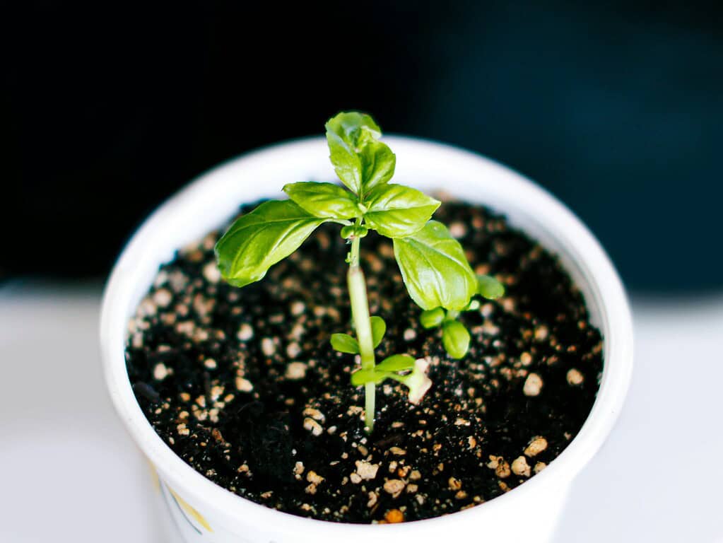Young sweet basil seedling growing in small pot indoors