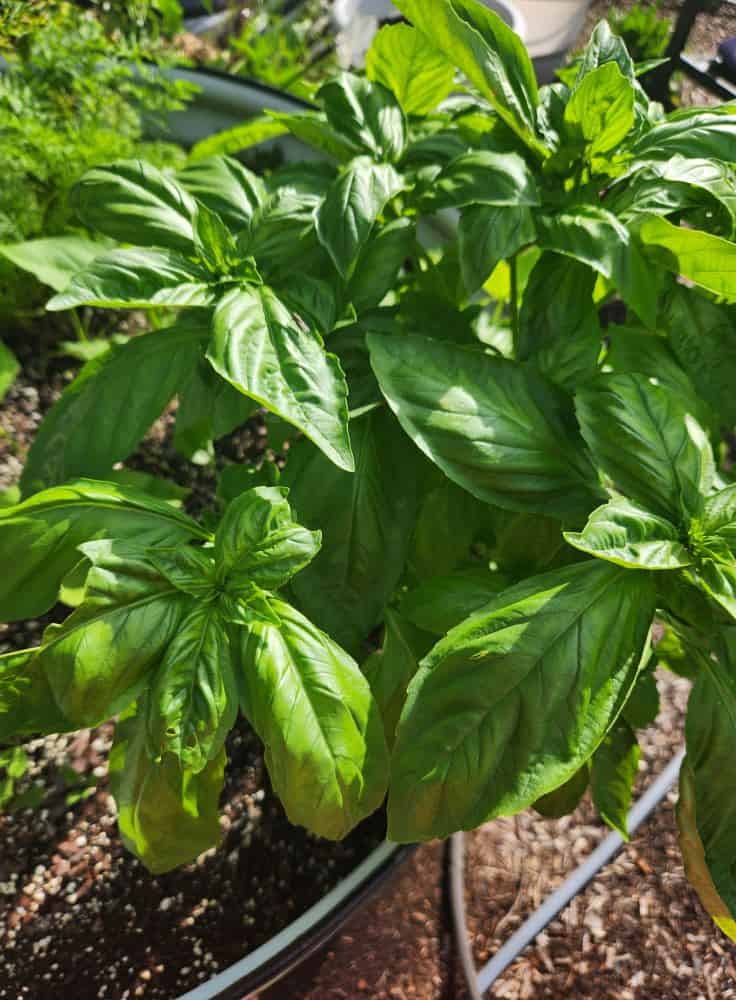 Healthy green basil plants growing in a container garden in bright sunlight.
