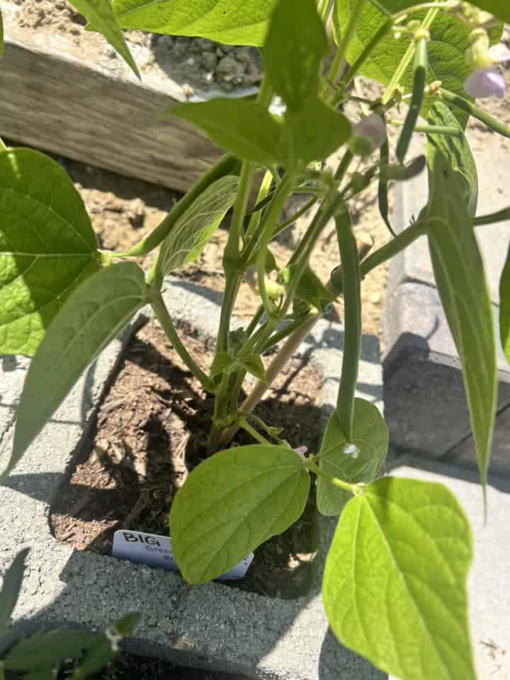 Green bean plant with small purple flowers and developing beans growing in a raised garden bed.