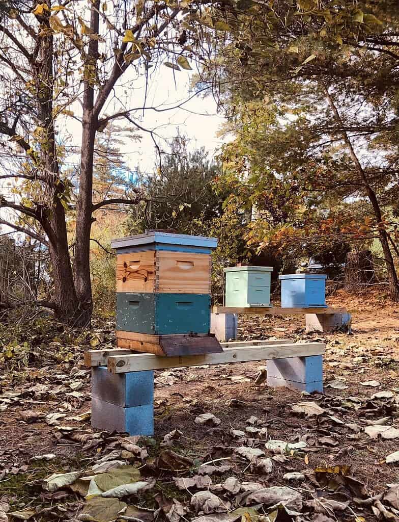 Three colorful beehives on raised wooden stands in a wooded autumn setting.