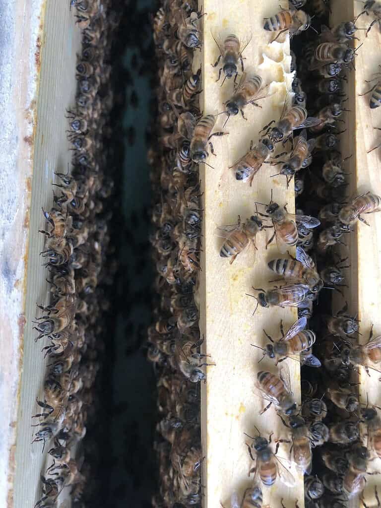 Close-up view of honey bees clustered between wooden hive frames inside a beehive.