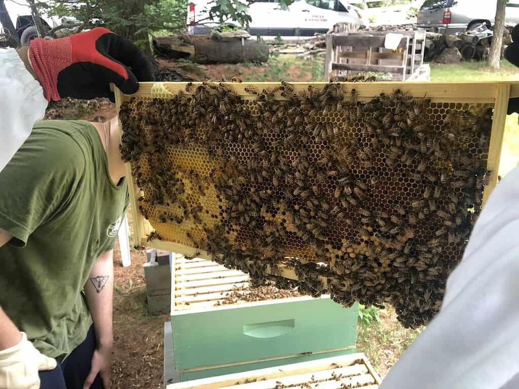Close-up of a honeycomb frame covered with bees during a hive inspection outdoors.