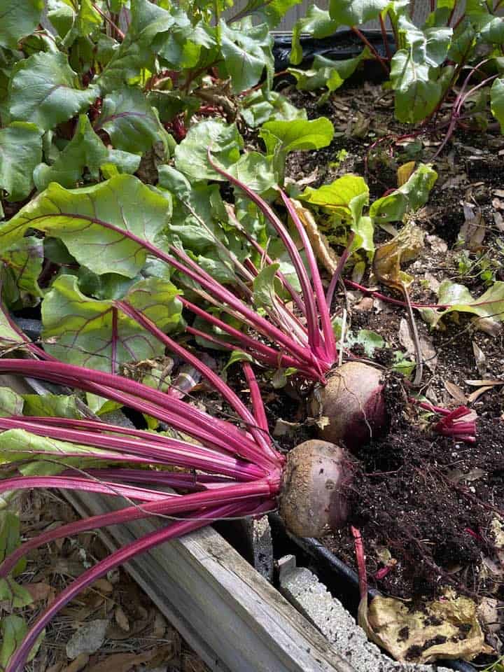 Freshly harvested beets with red stems and leafy greens in a raised garden bed.
