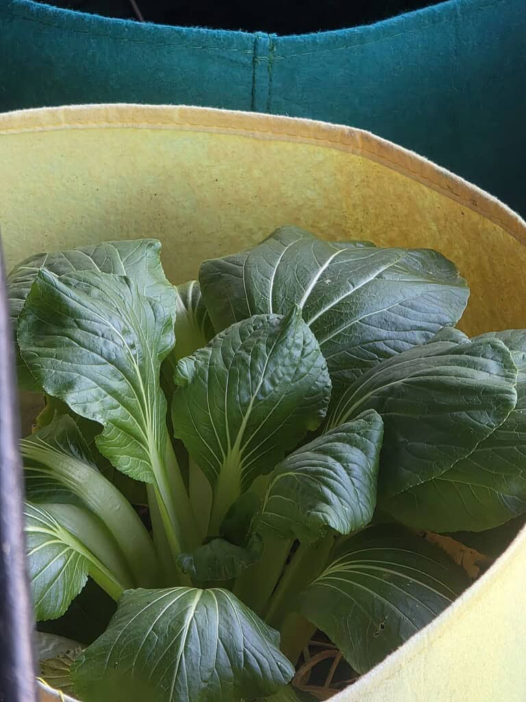 Bok choy growing in a fabric container with large dark green leaves.