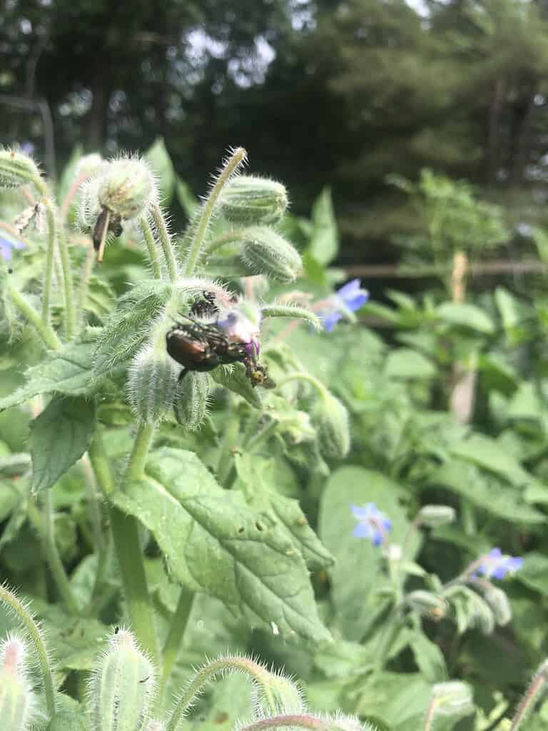 Close-up of bees pollinating fuzzy borage flowers in a green garden.

