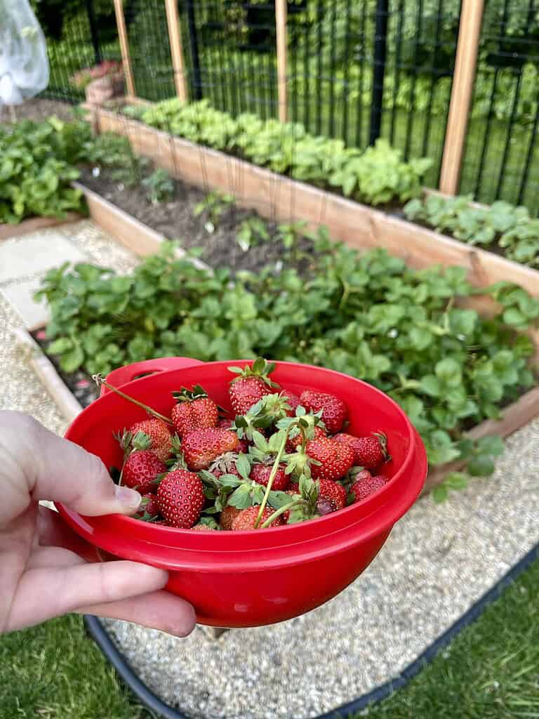 Hand holding a red bowl of freshly picked strawberries in a backyard garden.