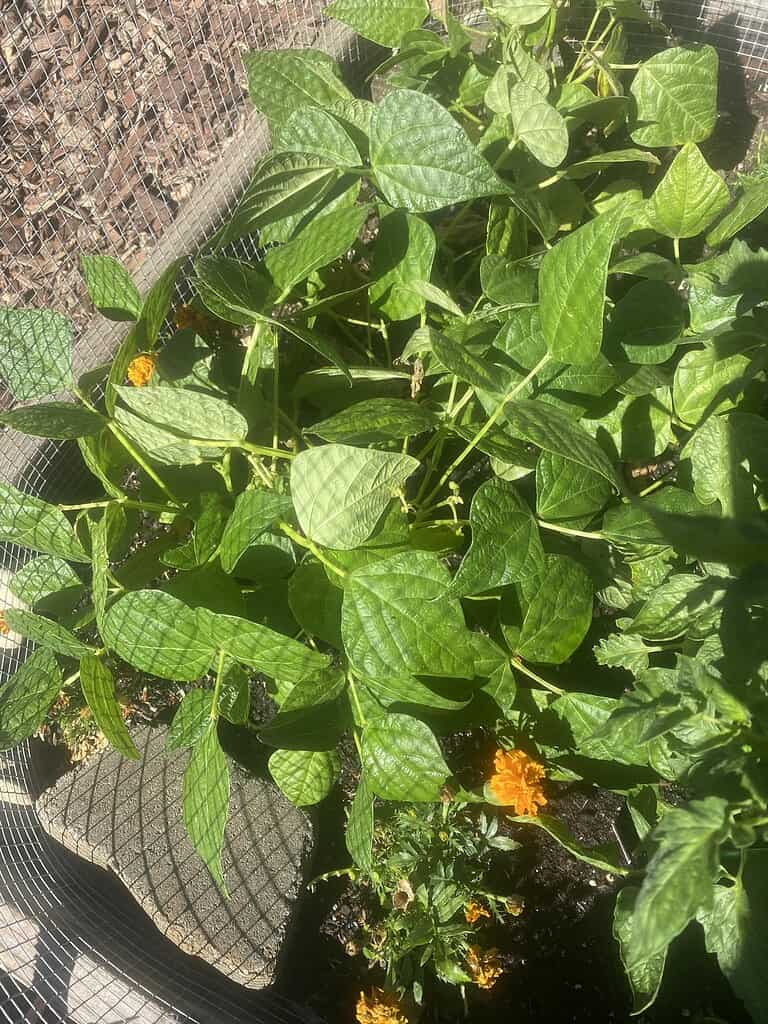 Bush bean plants growing densely in a garden bed with orange marigolds nearby.