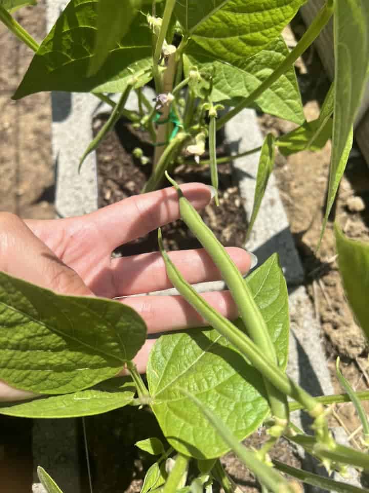Hand holding fresh green beans growing on a bean plant in a sunny garden bed.
