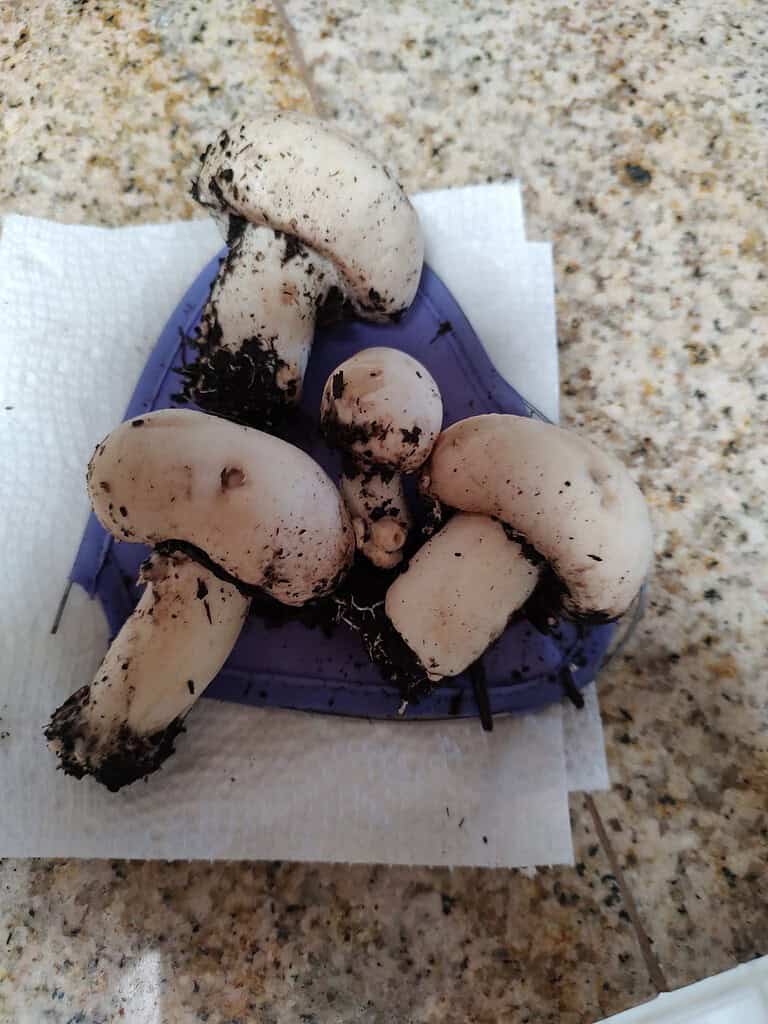 Freshly picked white button mushrooms with soil still attached, resting on a paper towel.
