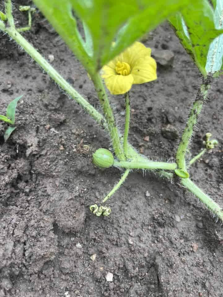 Tiny watermelon beginning to grow beneath a yellow flower on a vine in garden soil.
