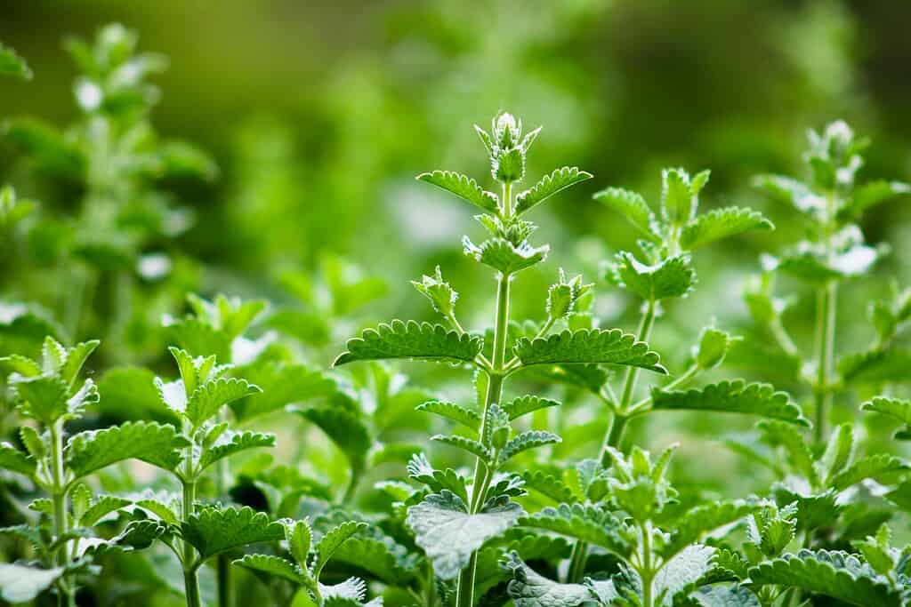Fresh green catnip plants growing densely in soft natural light.
