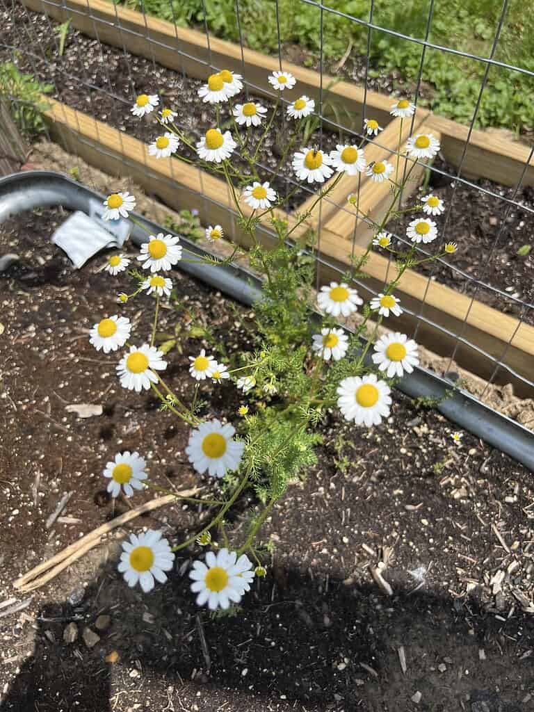 Chamomile plant with small white flowers, yellow centers, and feathery green foliage growing in a garden bed.
