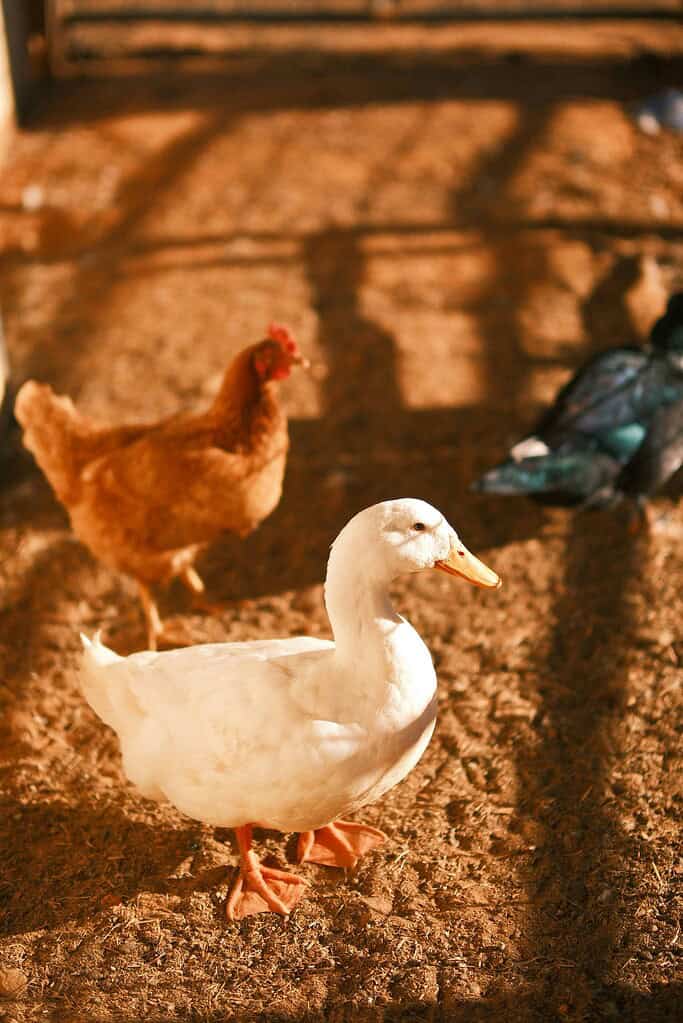 White duck standing in a sunlit coop with a chicken behind it.
