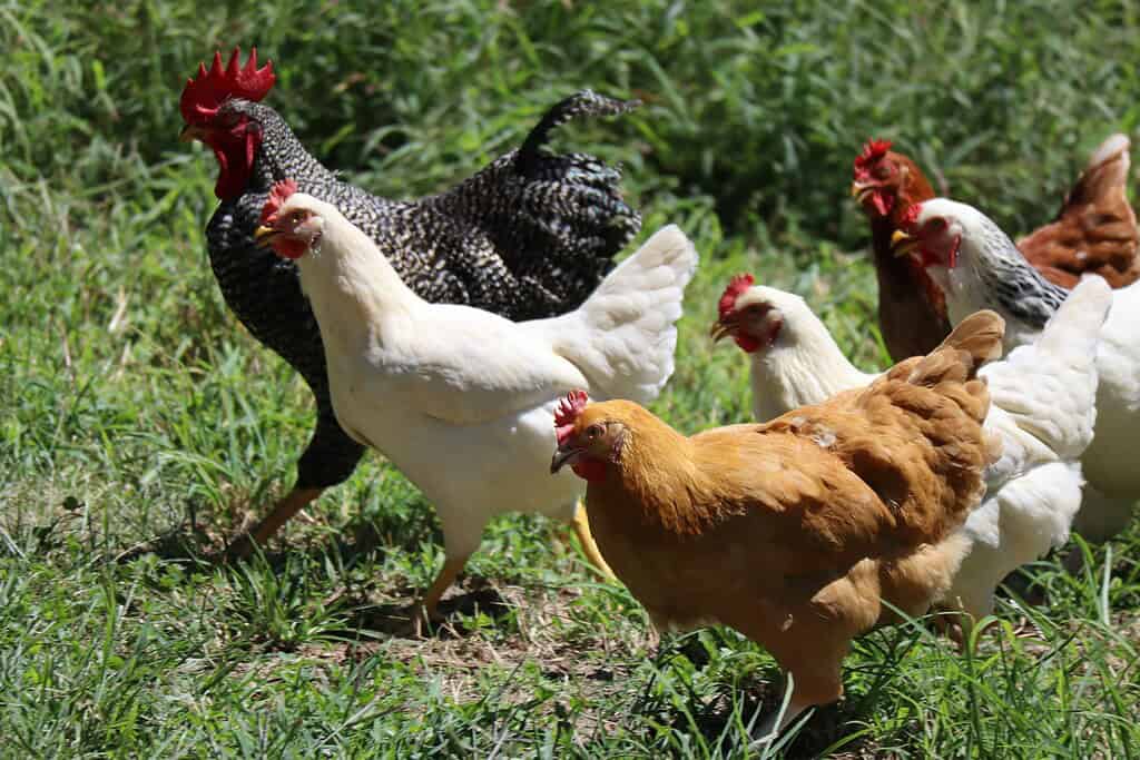 A group of chickens walking through grassy pasture.