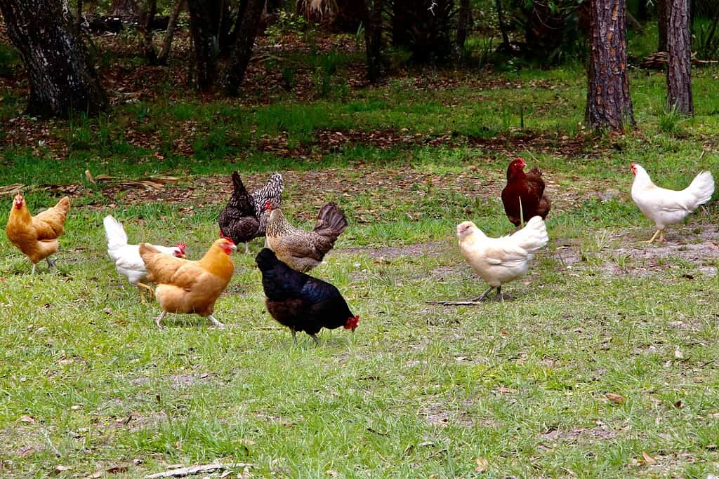 Several chickens roaming across a grassy field near trees.