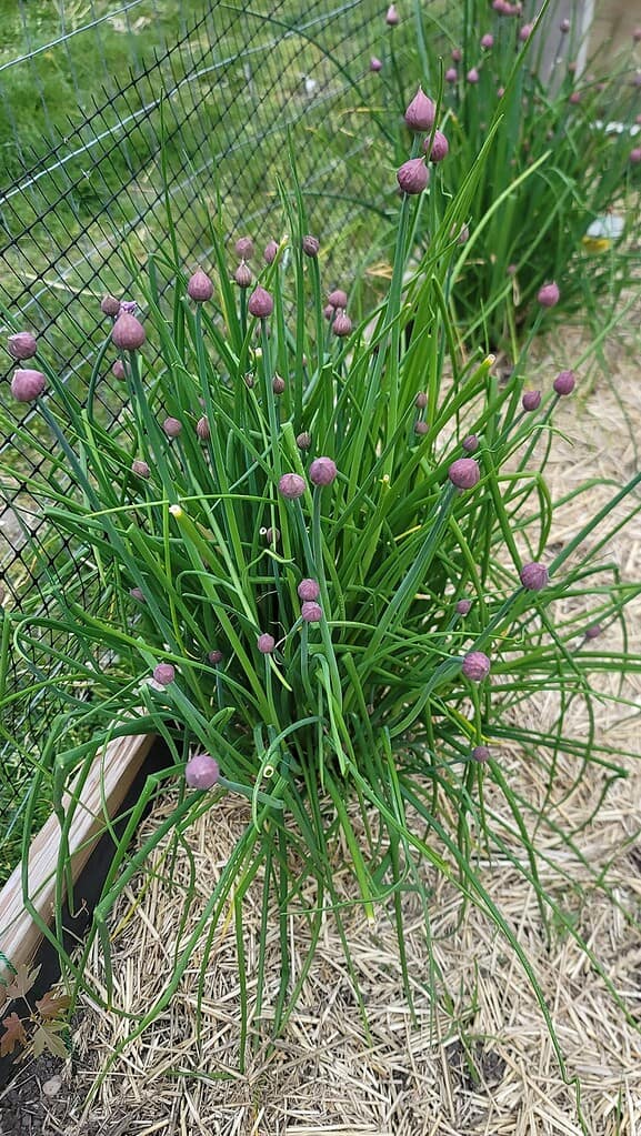 Flowering chive plants with purple buds growing along a garden bed fence.

