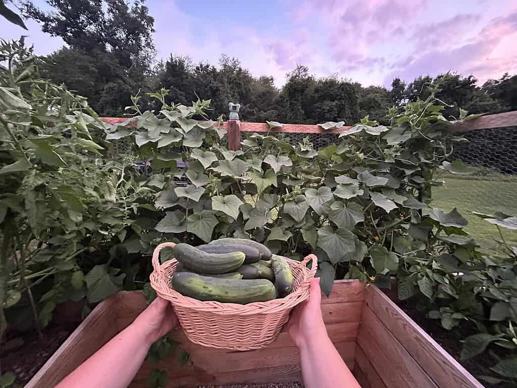 Basket of freshly harvested cucumbers held in front of a lush backyard vegetable garden at sunset.