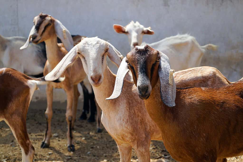 Nubian dairy goats standing together in a farm pen.