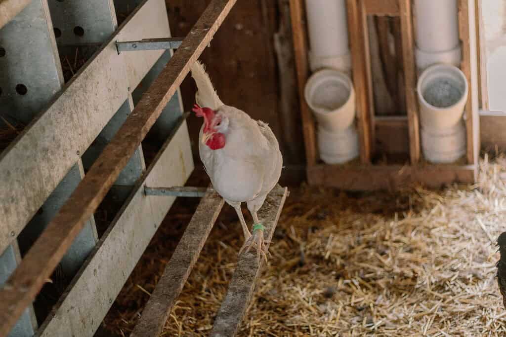 A white chicken perched on a wooden rail inside a barn with straw-covered flooring.