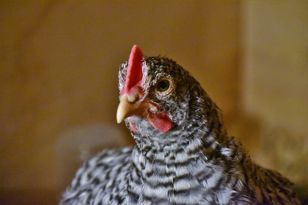 Close-up of a Dominique chicken with black-and-white barred feathers.